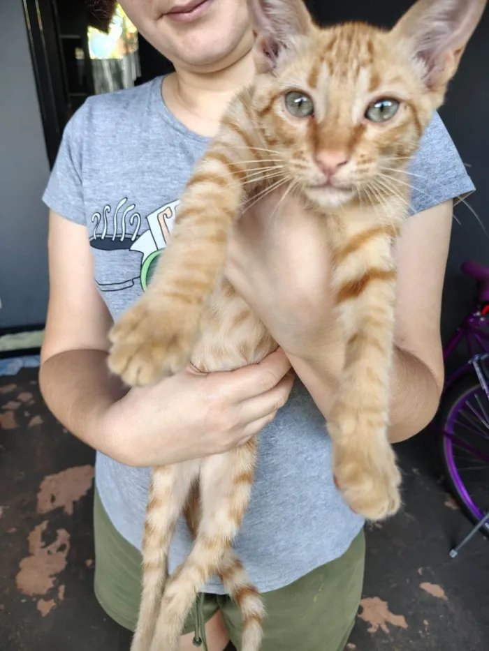 Gato ra a SRD-ViraLata idade Abaixo de 2 meses nome Sem nomes