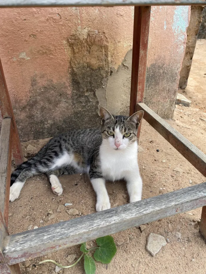 Gato ra a SRD-ViraLata idade 7 a 11 meses nome n tem 