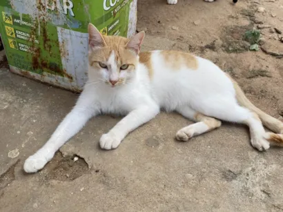 Gato raça SRD-ViraLata idade 7 a 11 meses nome n tem 