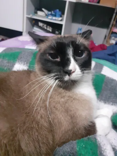 Gato raça Siamês idade 3 anos nome Estrela