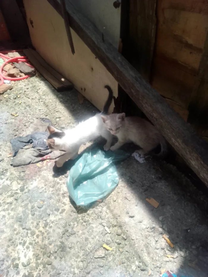Gato ra a SRD-ViraLata idade Abaixo de 2 meses nome Sem nome