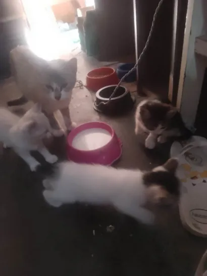 Gato raça SRD-ViraLata idade Abaixo de 2 meses nome Sem nome 