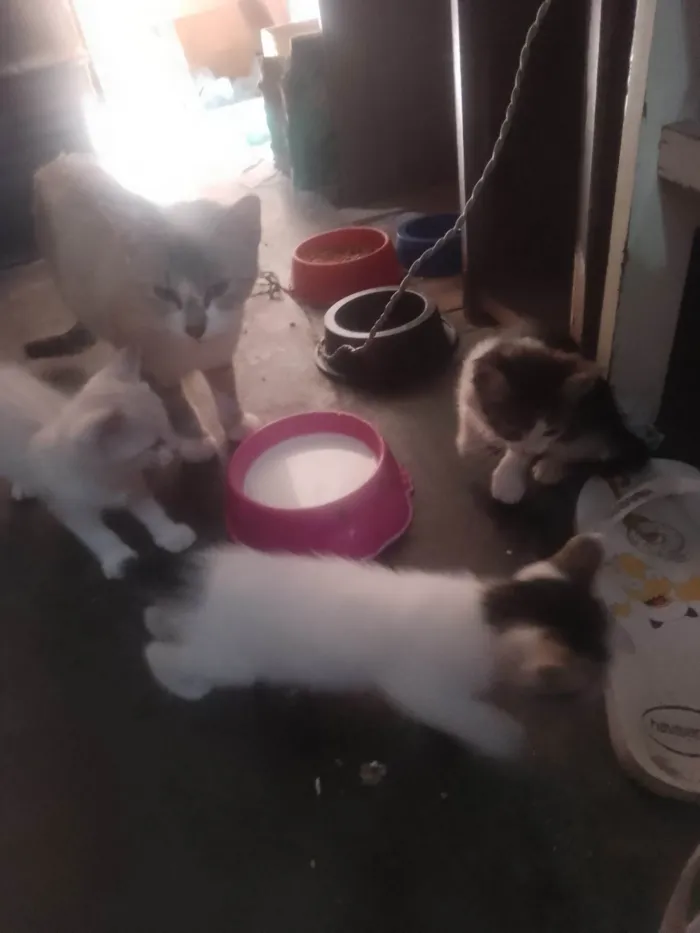 Gato ra a SRD-ViraLata idade Abaixo de 2 meses nome Sem nome 