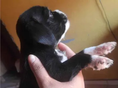 Cachorro raça SRD-ViraLata idade 2 a 6 meses nome Scooby