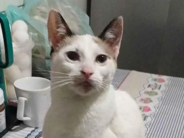 Gato raça SRD-ViraLata idade 2 a 6 meses nome Isabela