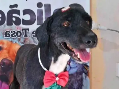 Cachorro raça SRD-ViraLata idade 6 ou mais anos nome Tobbi