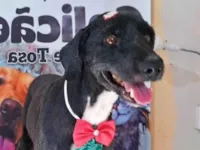 Cachorro raça SRD-ViraLata idade 6 ou mais anos nome Tobbi