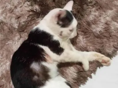 Gato raça Exótico idade 3 anos nome Callzone