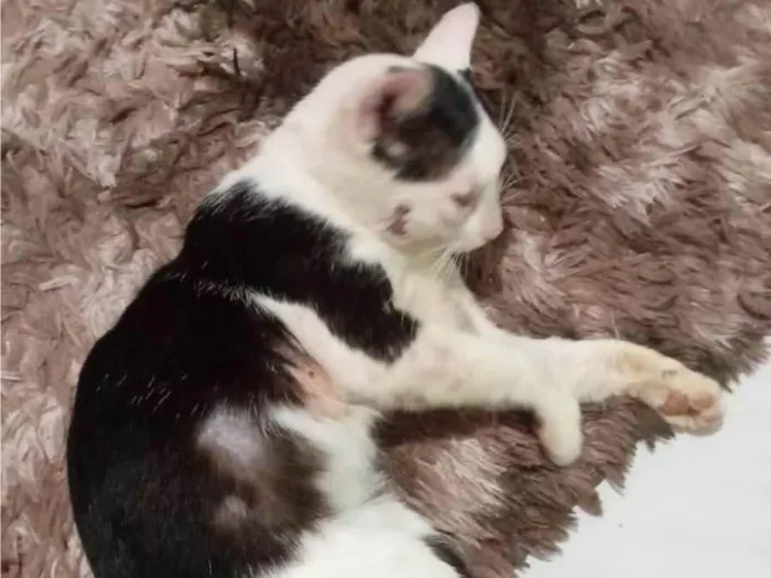 Gato ra a Exótico idade 3 anos nome Callzone