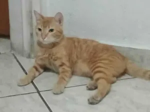 Gato ra a SRD-ViraLata idade 2 anos nome Paçoca 
