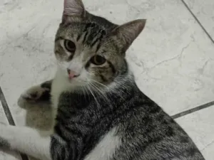 Gato ra a SRD-ViraLata idade 7 a 11 meses nome Farofa 