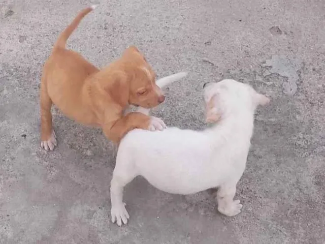 Cachorro raça SRD-ViraLata idade Abaixo de 2 meses nome Larica