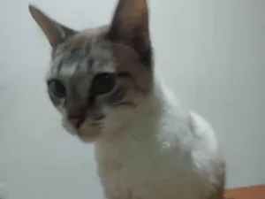 Gato raça SRD-ViraLata idade 6 ou mais anos nome Olivia 