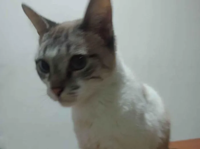 Gato raça SRD-ViraLata idade 6 ou mais anos nome Olivia 
