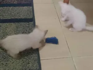 Gato raça Siamês idade Abaixo de 2 meses nome Yona