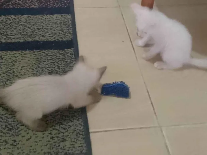 Gato ra a Siamês idade Abaixo de 2 meses nome Yona