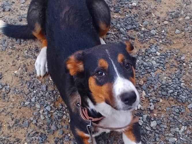 Cachorro raça Pastor Alemão idade 1 ano nome Bela