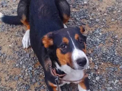 Cachorro raça Pastor Alemão idade 1 ano nome Bela