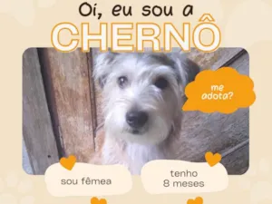 Cachorro ra a SRD-ViraLata idade 7 a 11 meses nome Chenô