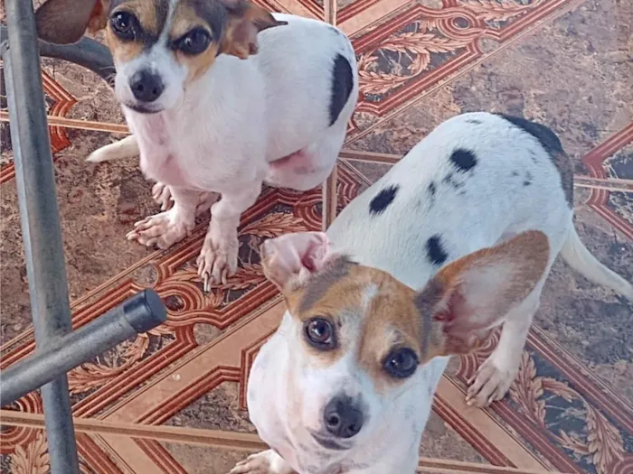 Cachorro raça SRD-ViraLata idade 1 ano nome Bob/Yumi