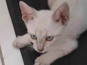 Gato ra a SRD-ViraLata idade 2 a 6 meses nome Branquinho 