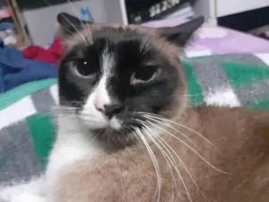Gato raça Siamês idade 3 anos nome Estrela