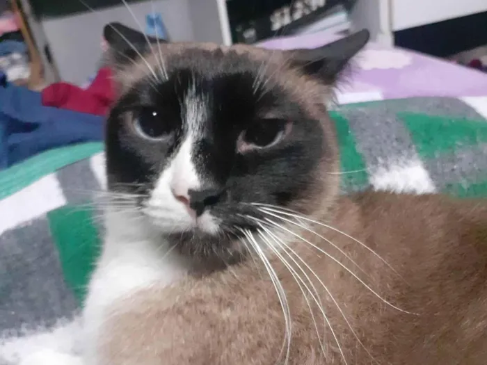 Gato ra a Siamês idade 3 anos nome Estrela