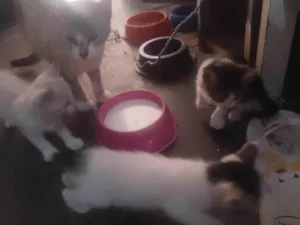 Gato ra a SRD-ViraLata idade Abaixo de 2 meses nome Sem nome 