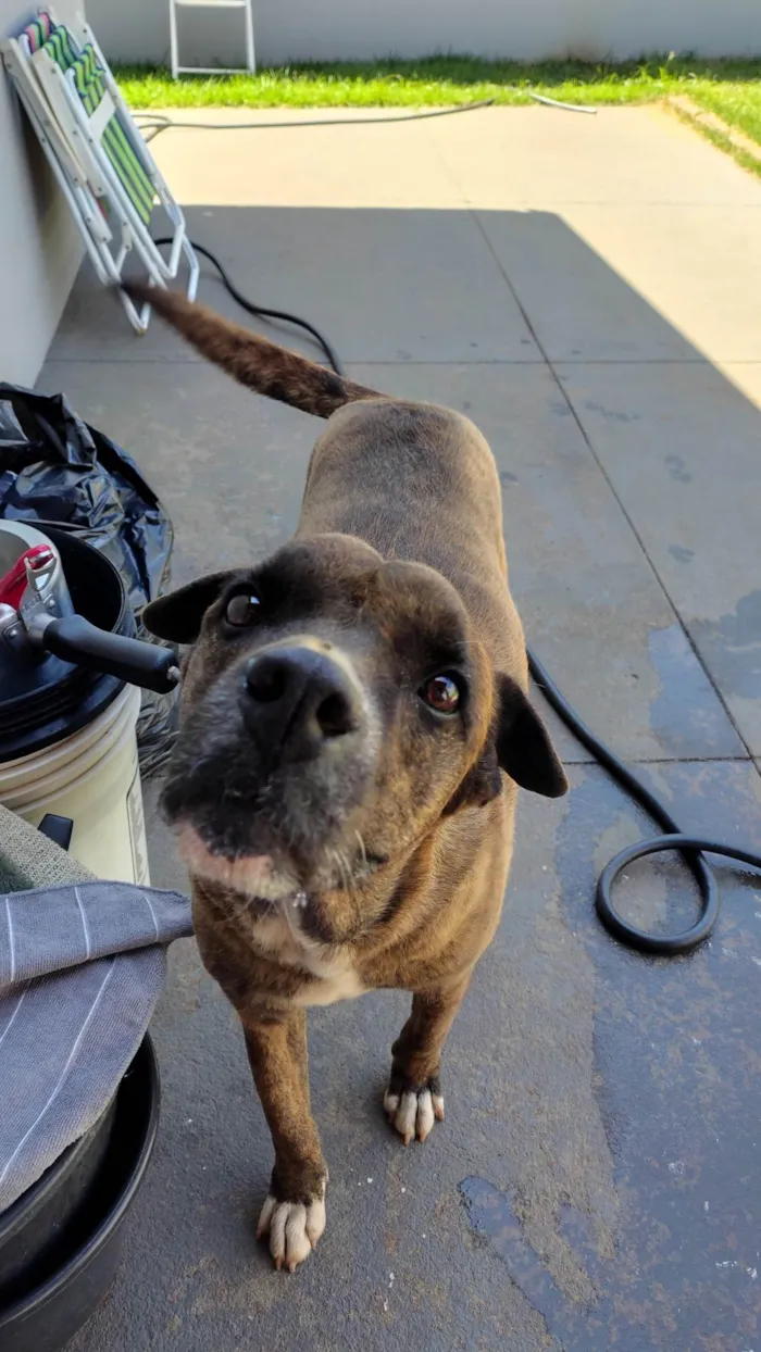 Cachorro raça SRD-ViraLata idade 6 ou mais anos nome Catharina 