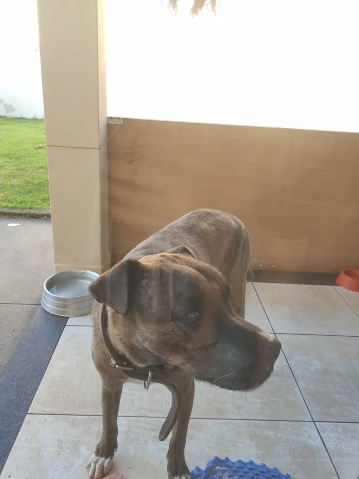 Cachorro raça SRD-ViraLata idade 6 ou mais anos nome Catharina 