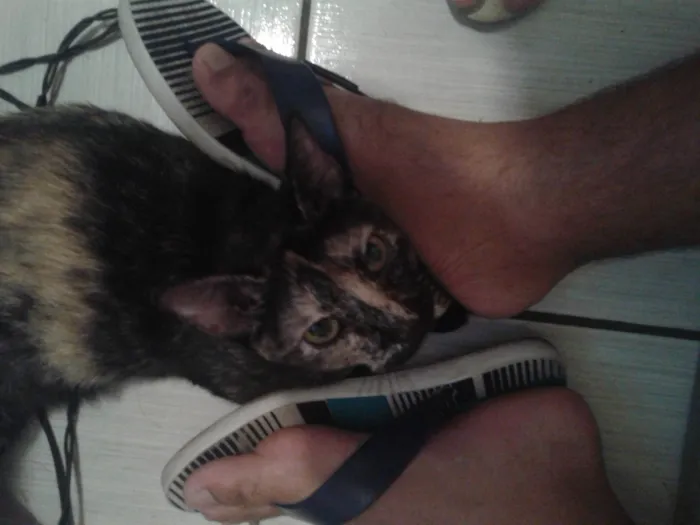 Gato raça SRD-ViraLata idade 6 ou mais anos nome Morena