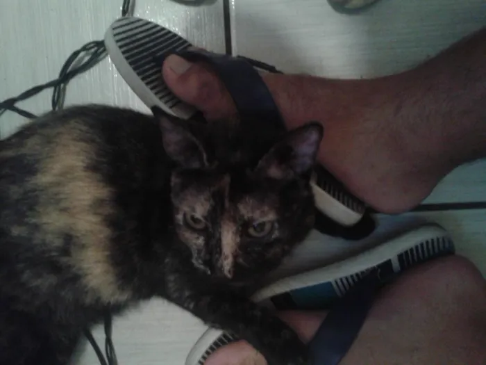 Gato raça SRD-ViraLata idade 6 ou mais anos nome Morena