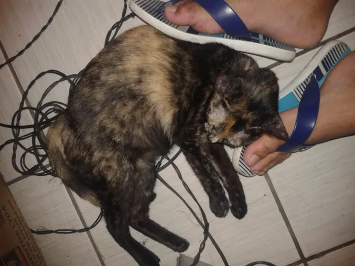 Gato raça SRD-ViraLata idade 6 ou mais anos nome Morena