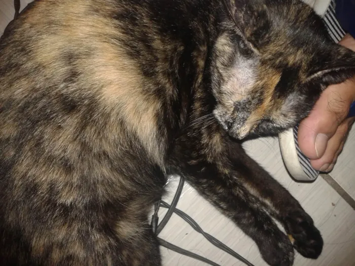 Gato raça SRD-ViraLata idade 6 ou mais anos nome Morena