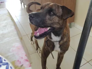 Cachorro raça SRD-ViraLata idade 6 ou mais anos nome Catharina 