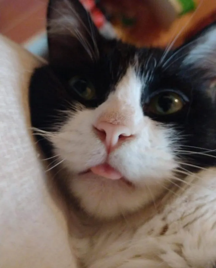 Gato ra a SRD-ViraLata idade 4 anos nome Adora