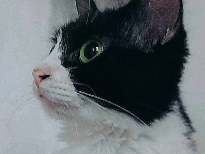 Gato ra a SRD-ViraLata idade 4 anos nome Adora