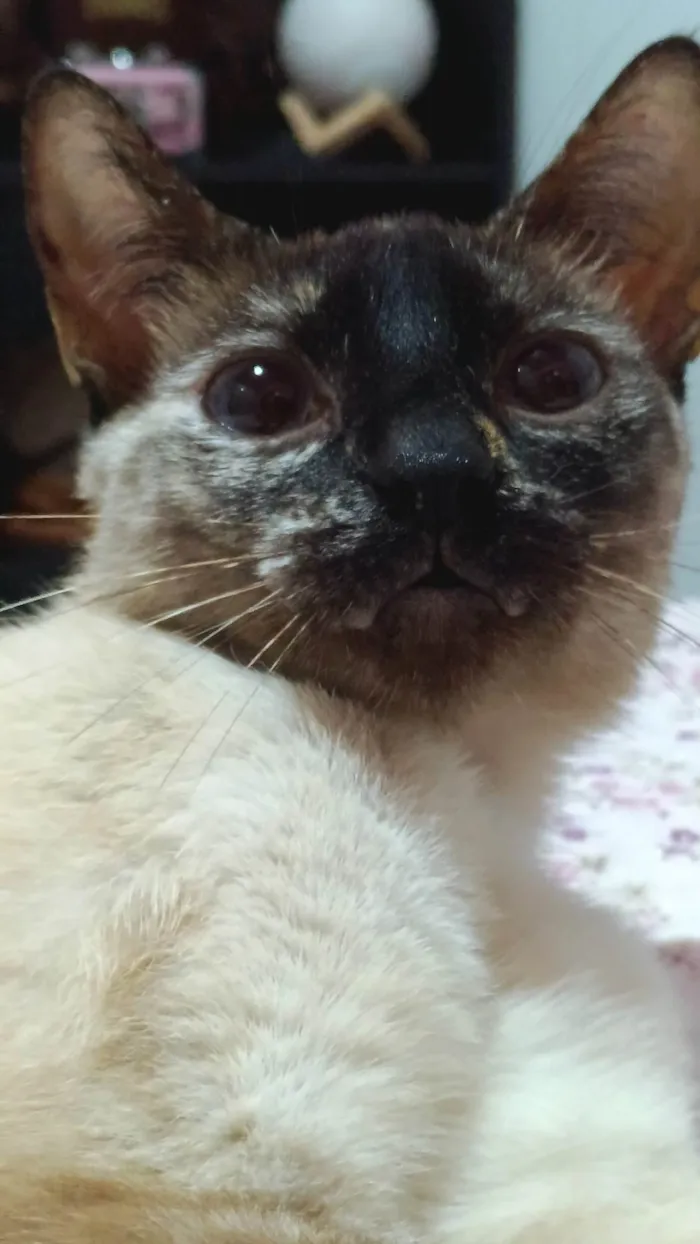 Gato ra a SRD-ViraLata idade 2 anos nome Flock