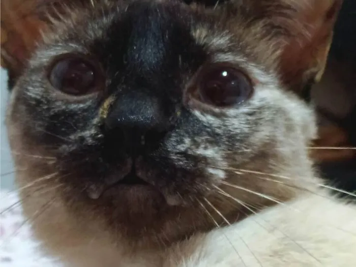 Gato ra a SRD-ViraLata idade 2 anos nome Flock