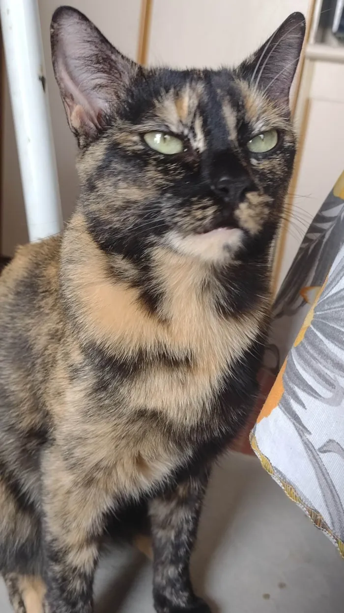 Gato ra a SRD-ViraLata idade 3 anos nome Cintilante 