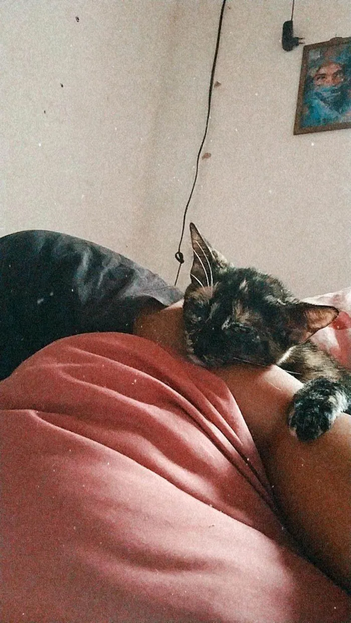 Gato ra a SRD-ViraLata idade 3 anos nome Cintilante 