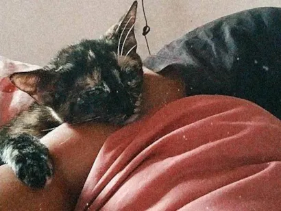 Gato raça SRD-ViraLata idade 3 anos nome Cintilante 