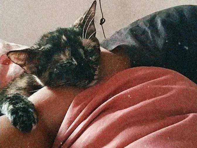 Gato ra a SRD-ViraLata idade 3 anos nome Cintilante 