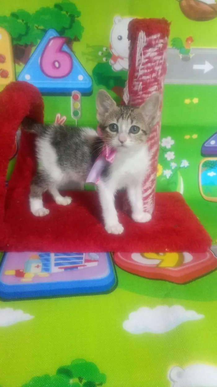 Gato ra a SRD-ViraLata idade Abaixo de 2 meses nome Maria Flor