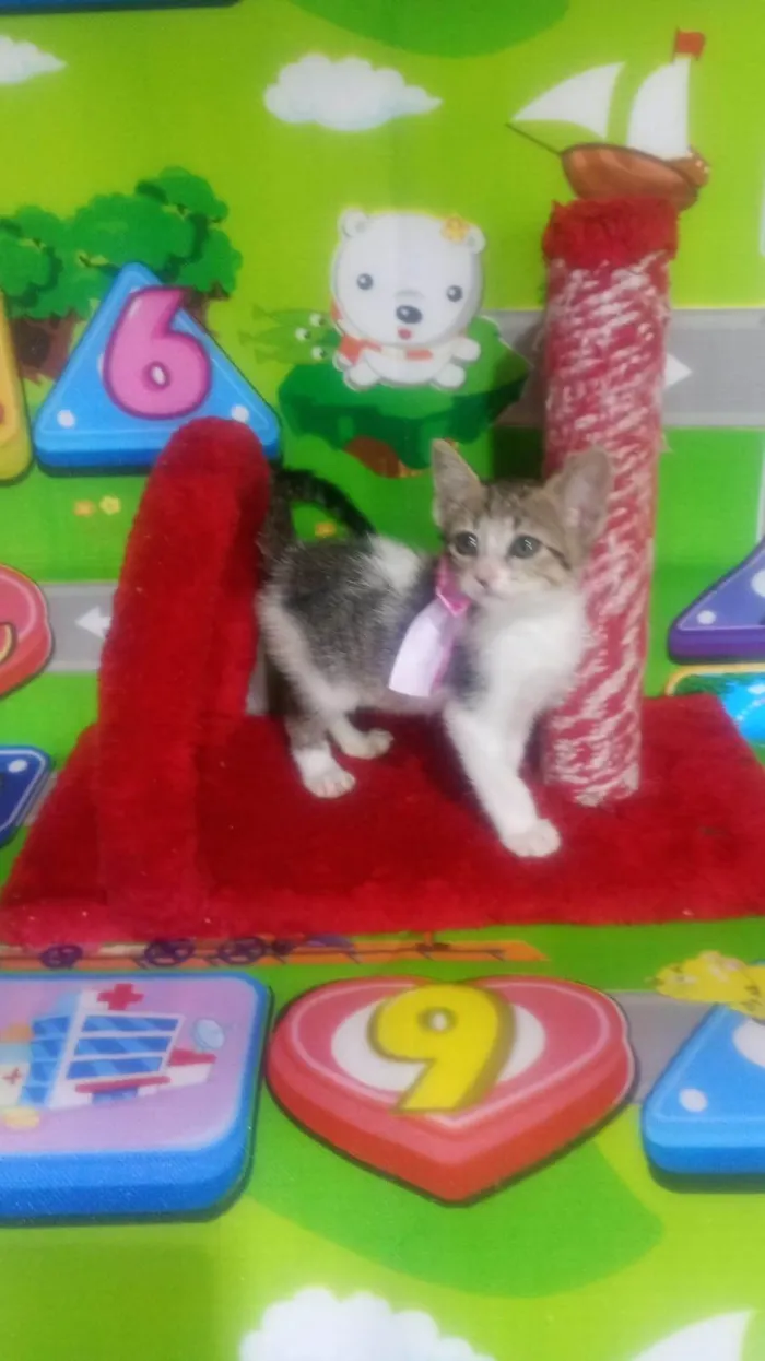 Gato ra a SRD-ViraLata idade Abaixo de 2 meses nome Maria Flor