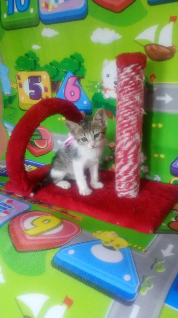 Gato ra a SRD-ViraLata idade Abaixo de 2 meses nome Maria Flor