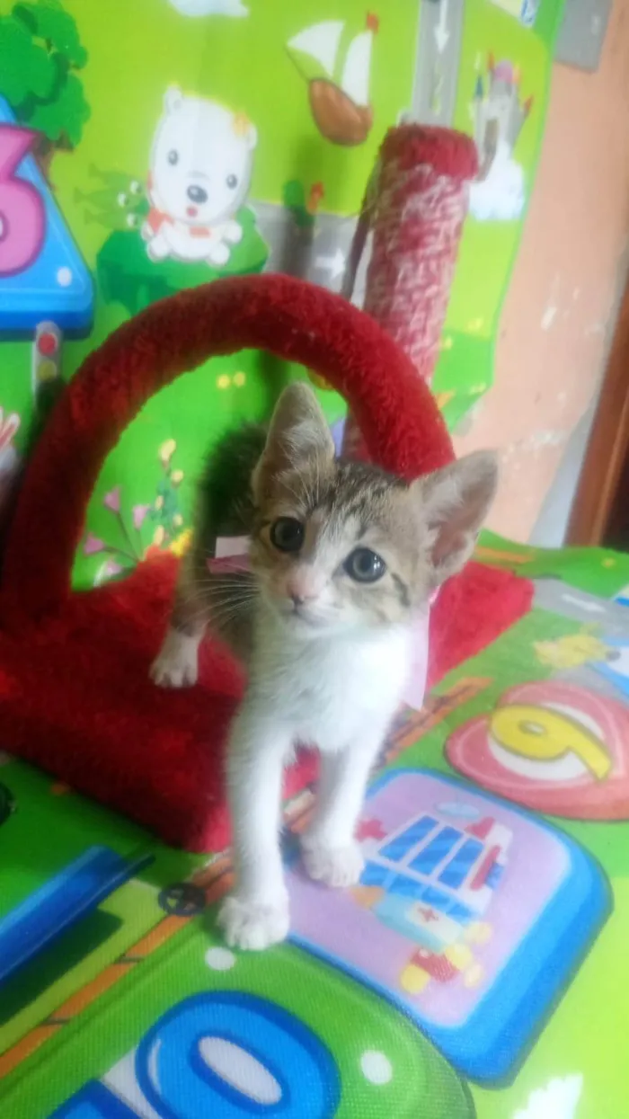 Gato ra a SRD-ViraLata idade Abaixo de 2 meses nome Maria Flor