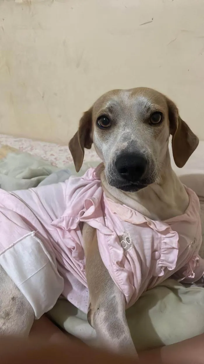 Cachorro ra a SRD-ViraLata idade 3 anos nome Filó