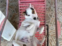 Cachorro raça SRD-ViraLata idade 2 anos nome Íris 