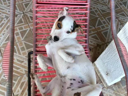 Cachorro raça SRD-ViraLata idade 2 anos nome Íris 